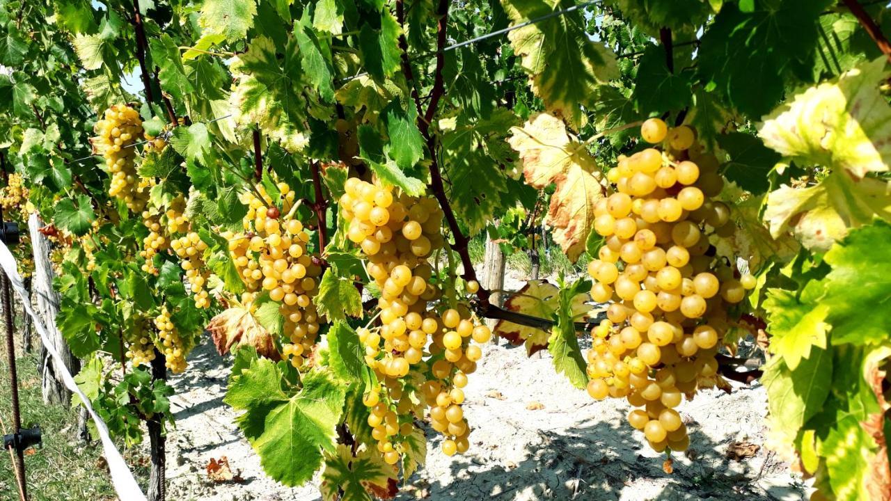 Hostal Wine House Rakar Gračišče Exterior foto